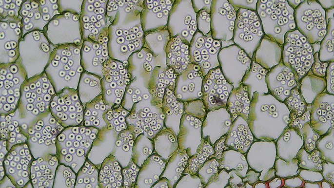 parenchyma cells from the root of a herb