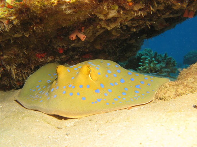 manta raya animales vertebrados ejemplos