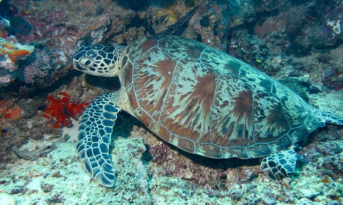 Chelonia mydas testudinea tortuga vertebrados