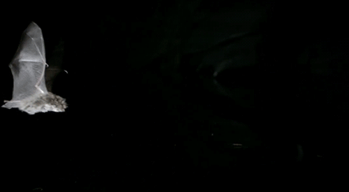 Acustica rama de la fisica