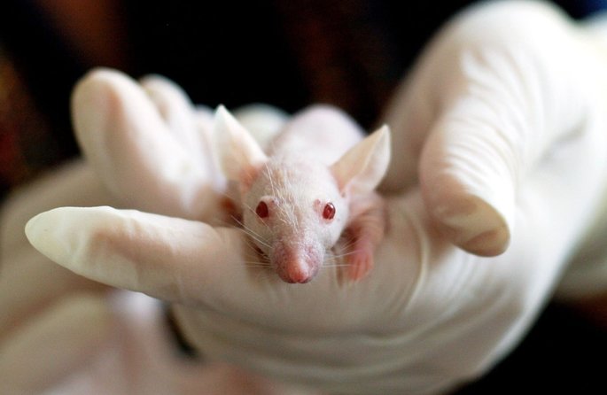 ratones como modelo animal en tecnicas de investigacion