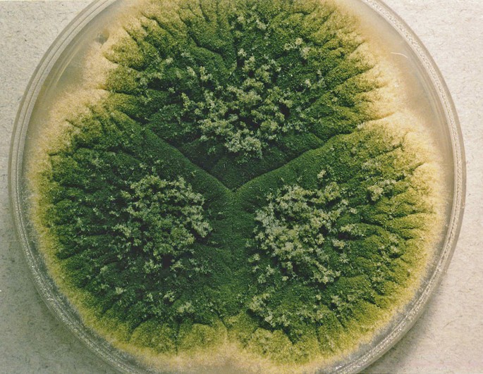 moho aspergillus parasiticus moho creciendo en placa de cultivo
