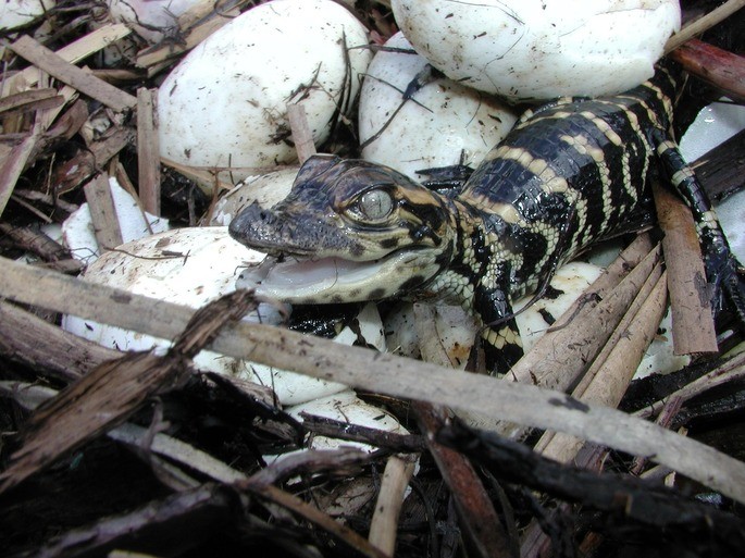 cocodrilo huevo animales vertebrados ejemplos