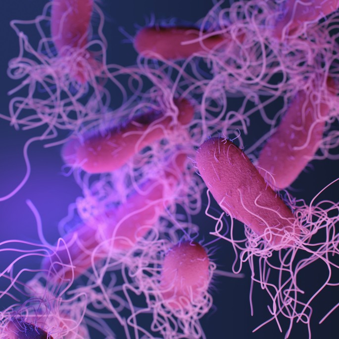 gram-negative bacillus salmonella