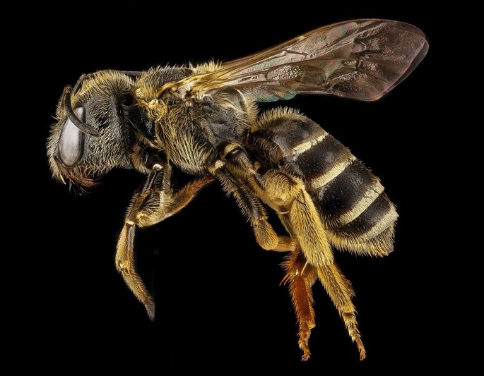 abejas animales invertebrados insectos
