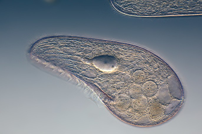 El protozoario Blepharisma japonicum