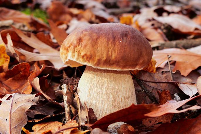 Boletus edulis seta comestible agaricales basidiomicota