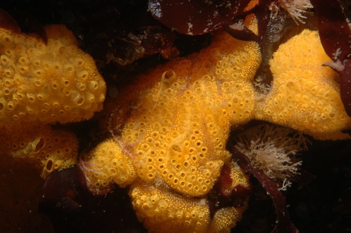 tunicados urocordata animales invertebrados