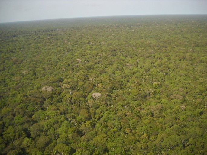 Amazonas del Brasil con clima tropical lluvioso