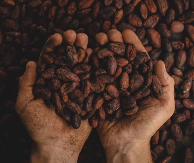 diferencia entre cacao y cocoa, cacao en granos
