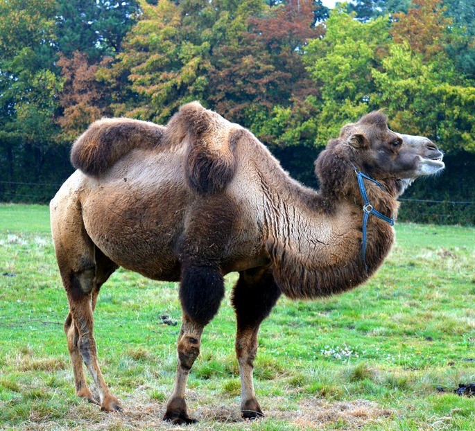 camello Camelus bactrianus dos jorobas