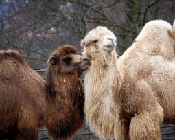 Camello y dromedario