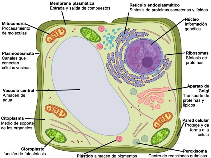 Cuáles son las partes de la célula vegetal y sus funciones - Diferenciador