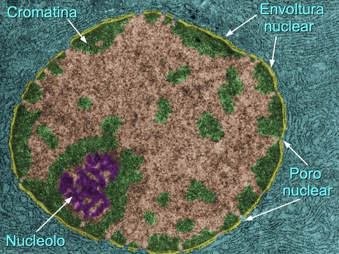 imagen de nucleo de la celula animal