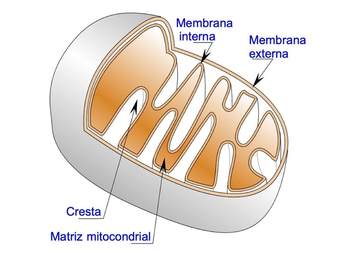 estructura de la mitocondria