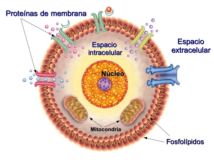 schematic representation of the plasma membrane