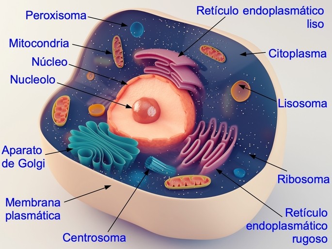 parts of the animal cell: nucleus, membrane, cytoplasm, mitochondrion, ribosome, lysosome