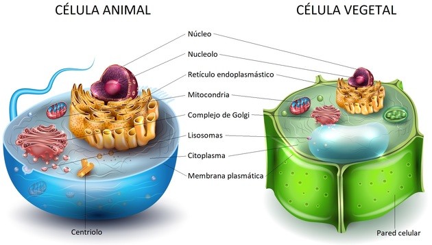 célulla animal y vegetal