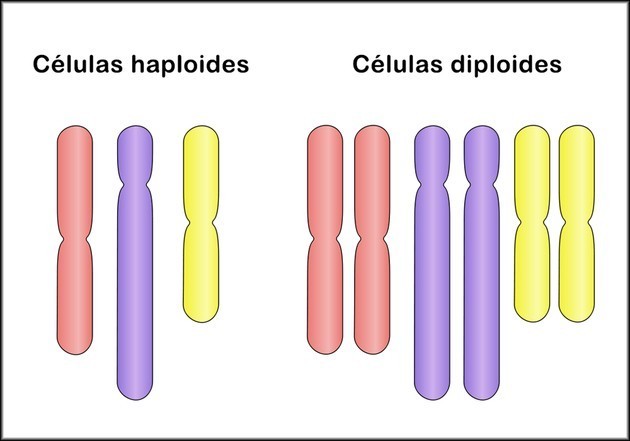 Resultado de imagen de celulas diploides y haploides