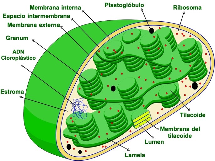 estructura del cloroplasto de la celula vegetal