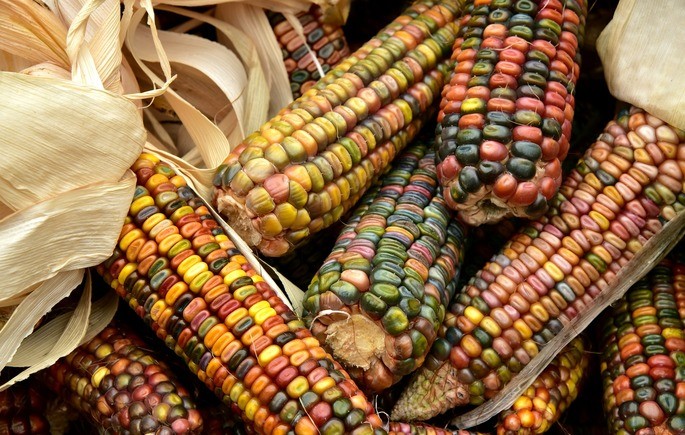 mazorcas de maiz de diferentes colores