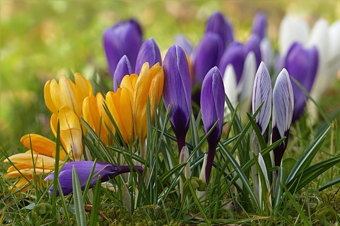 crocus monocotiledones angiospermas