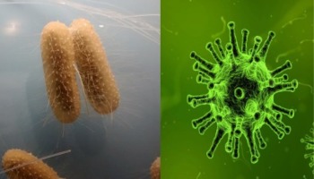Virus y bacteria