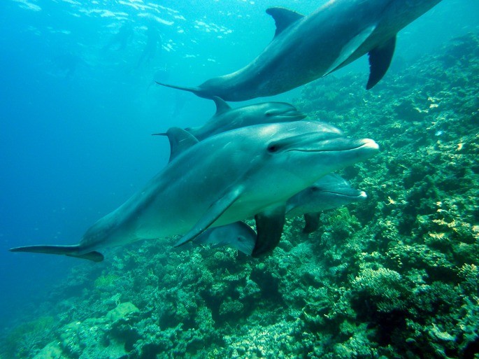 delfines mamíferos vertebrados