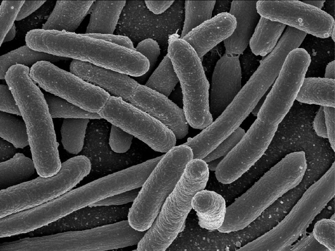 Eschericia coli bacteria procariote