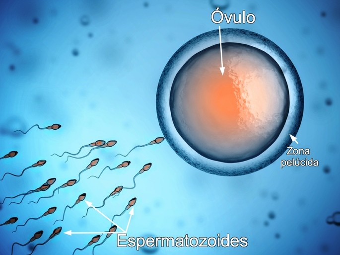 ejemplos de celulas haploides el espermatozoide y el ovulo