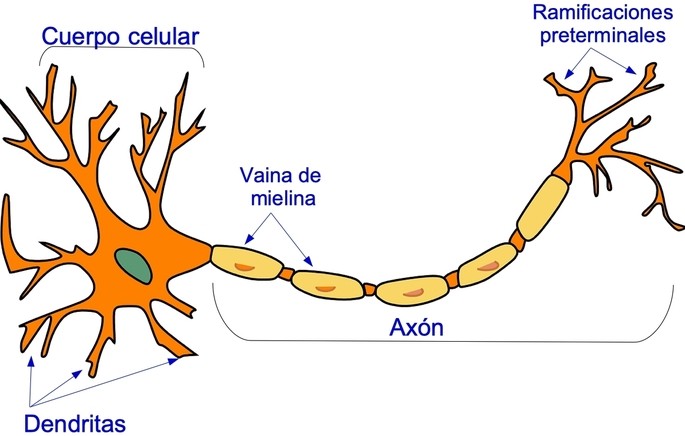 example of eukaryotic cell the neuron nerve cell and its parts
