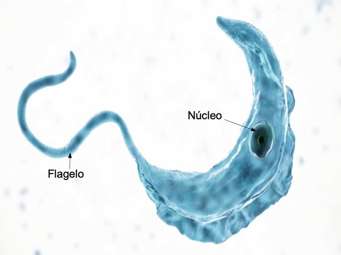example of eukaryotic cell of a protozoan trypanosoma brucei