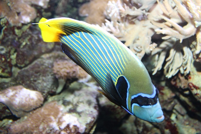 Pomacanthus imperator peces teleosteos animales vertebrados