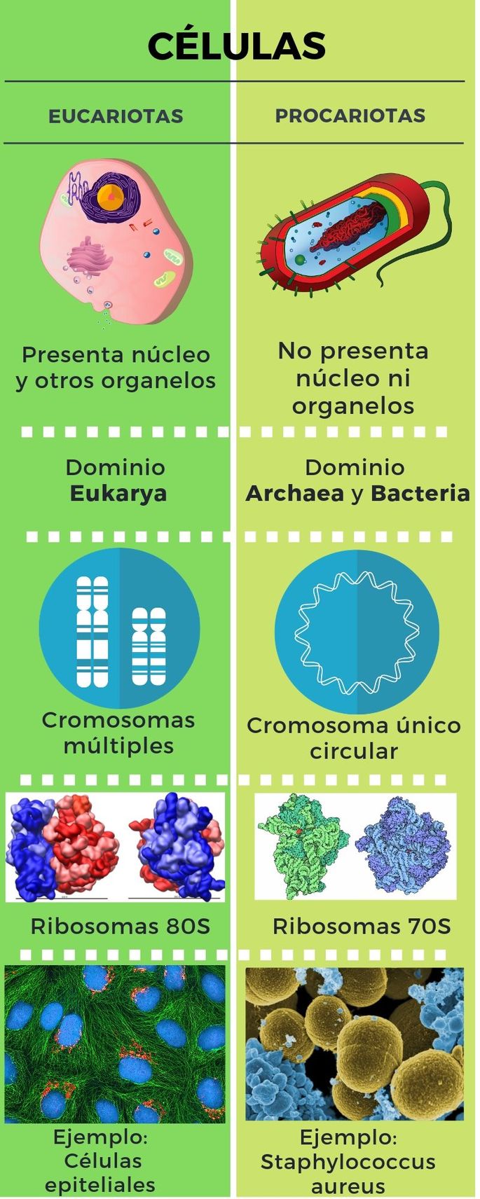 Caracteristicas De La Celula Procariota Y Eucariota Compartir Celular