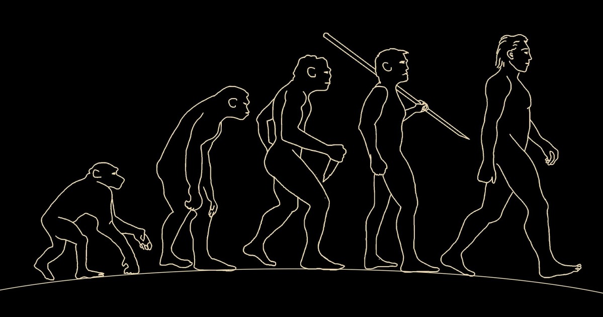 Evolución del hombre: etapas, características, línea de tiempo - Diferenciador
