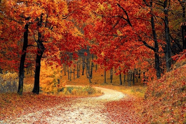 bosque en otoño con los colores marrones rojizos y amarillos