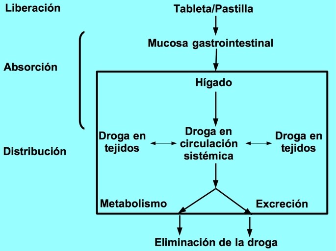 mapa conceptual farmacocinética