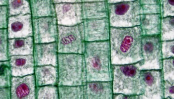 Fases de la mitosis