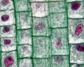 Fases de la mitosis