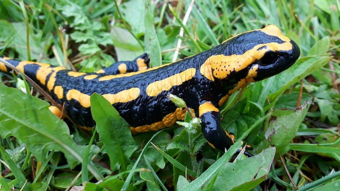 Salamandra animales vertebrados anfibio