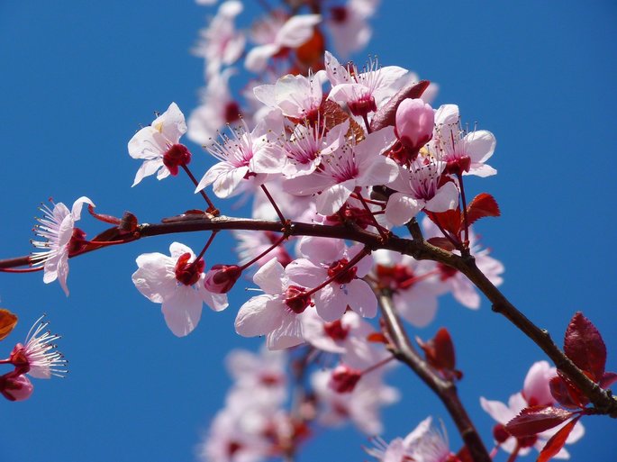 flora y fauna, flor, árbol de cerezo