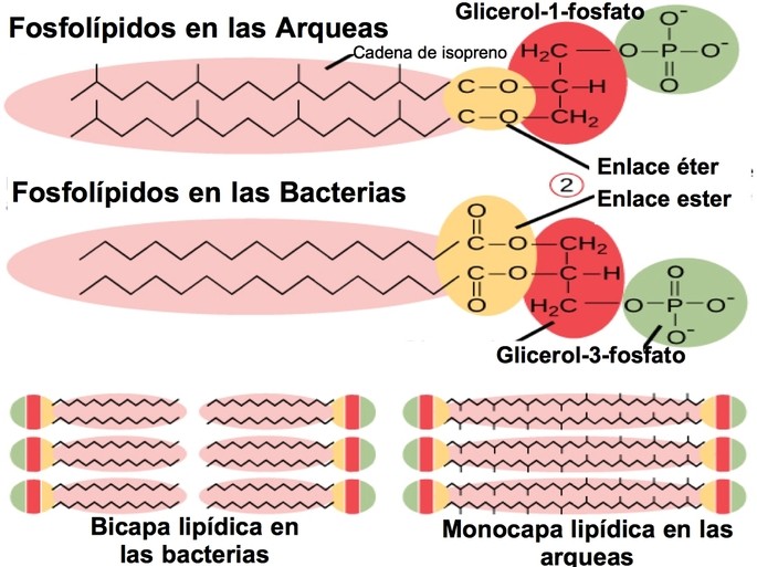 fosfolipidos arqua y bacteria