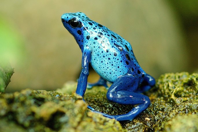 rana azul anfibios vertebrados