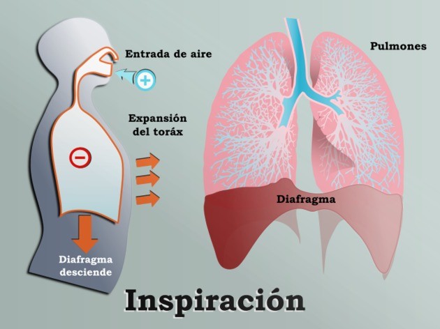 Diferencia entre respiración inspiración y espiración