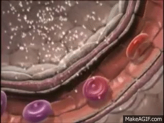 glóbulos rojos tipos de células