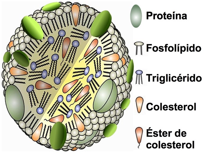 Diferencia Entre Colesterol Hdl Y Colesterol Ldl Diferenciador 6046