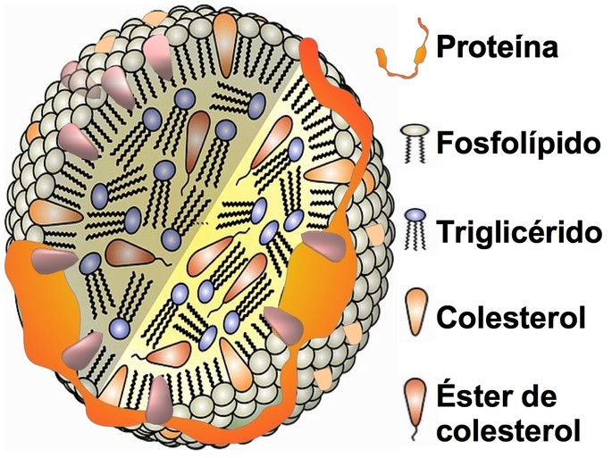 LDL estructura