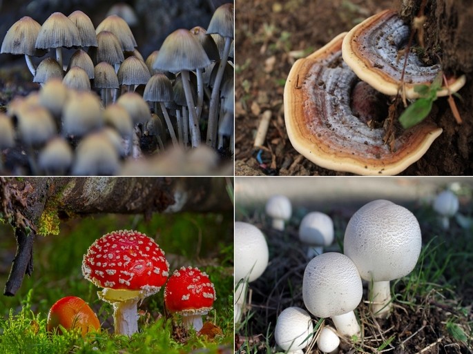 diferentes especies de hongos