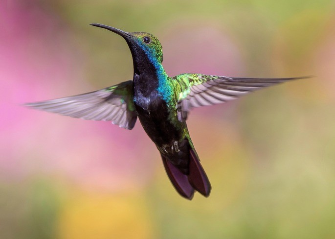 colibri aves animales vertebrados