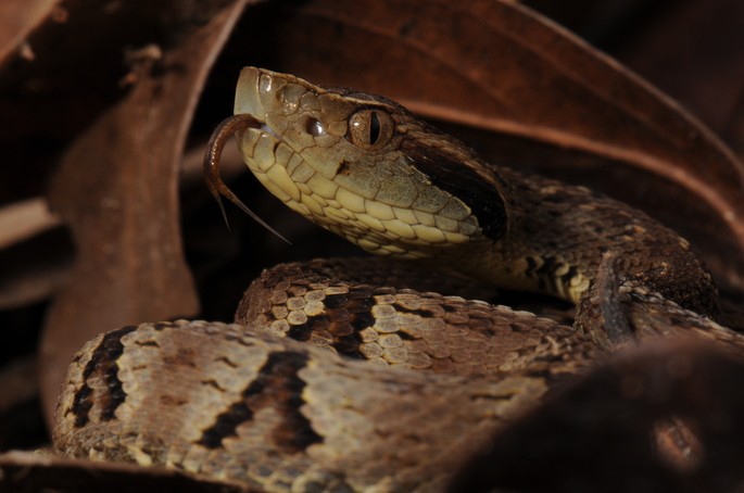 Bothrops jararaca ofidios animales vertebrados